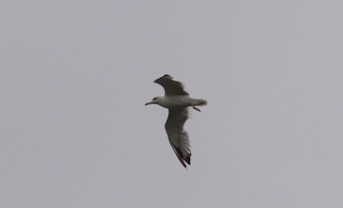 Caspian Gull - ML639058419