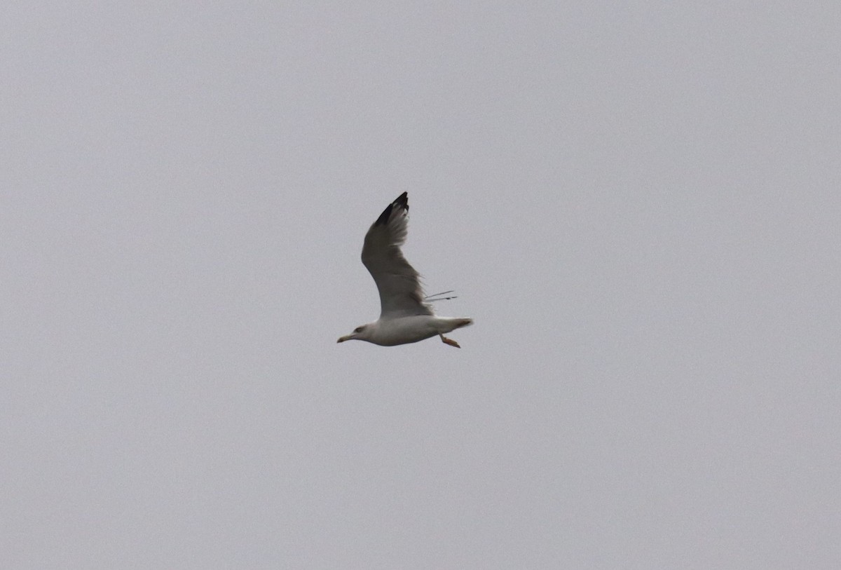 Caspian Gull - ML639058420