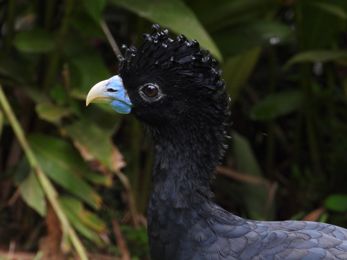 Blue-billed Curassow - ML639058422