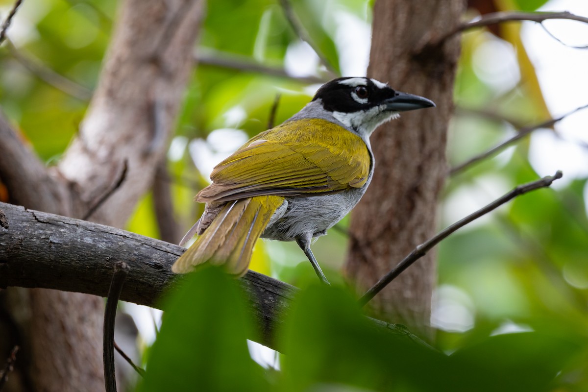 Black-crowned Palm-Tanager - ML639058530