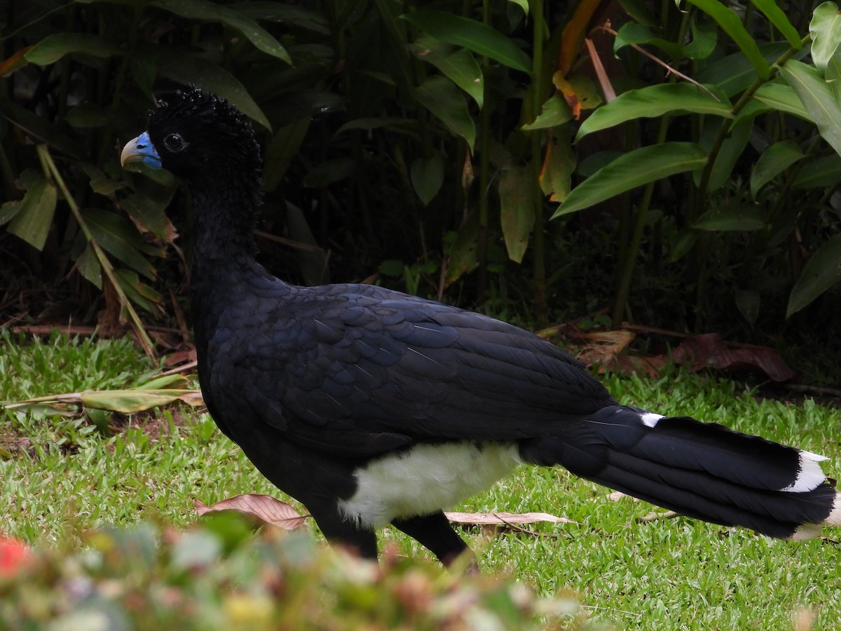 Blue-billed Curassow - ML639058538