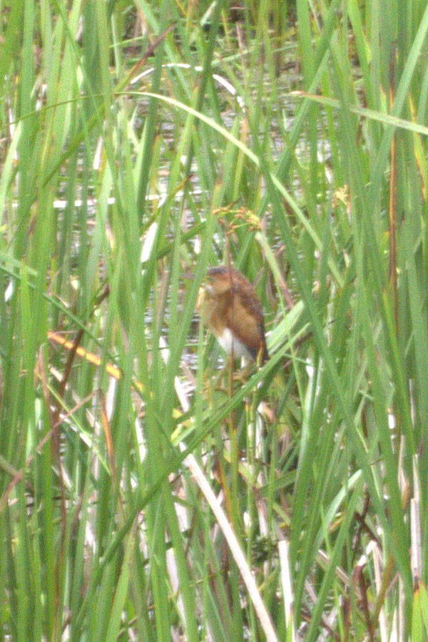 Least Bittern - ML639058575