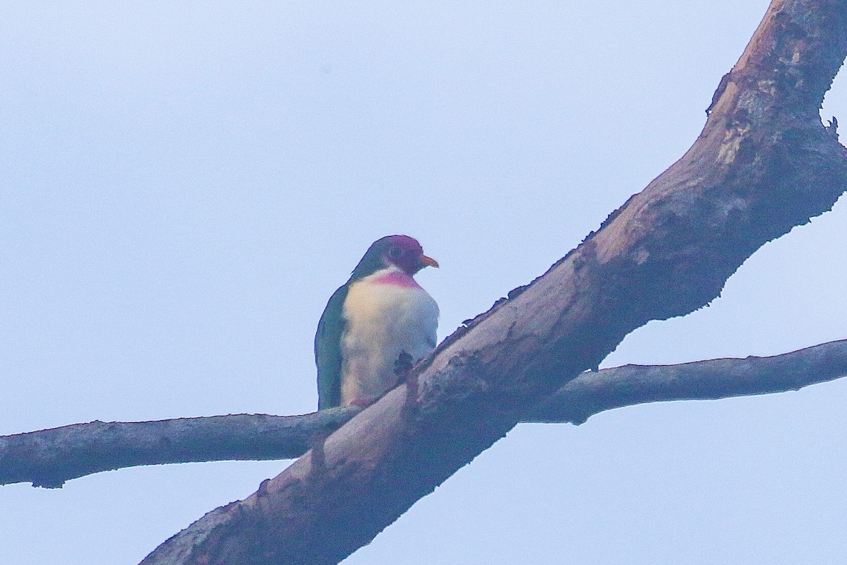 Jambu Fruit-Dove - ML639058577