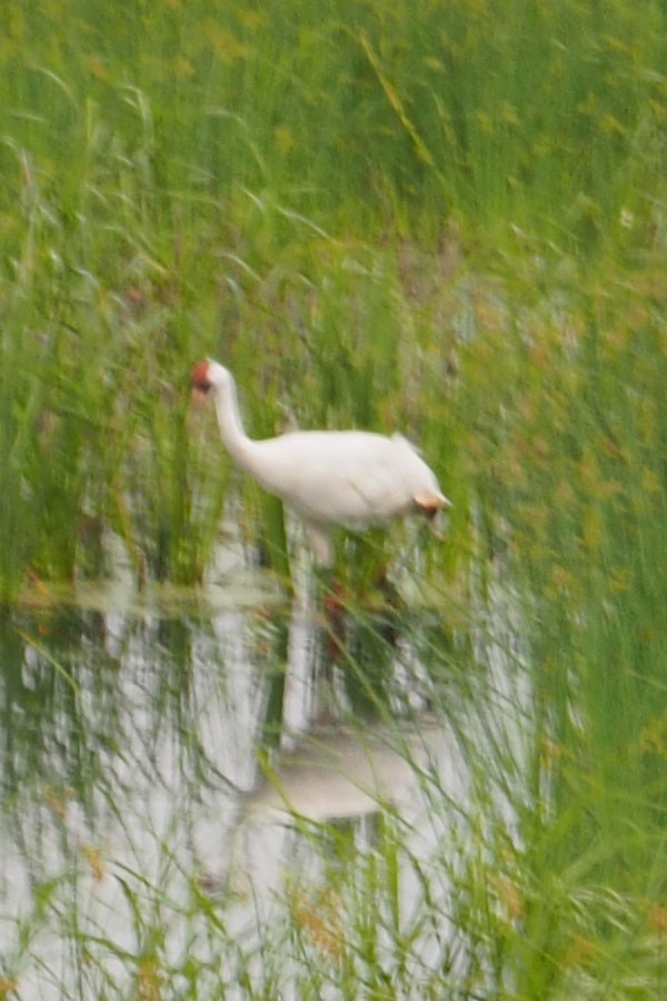 Whooping Crane - ML639058579