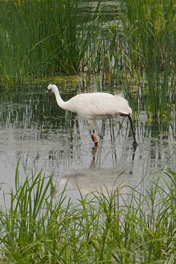 Whooping Crane - ML639058580