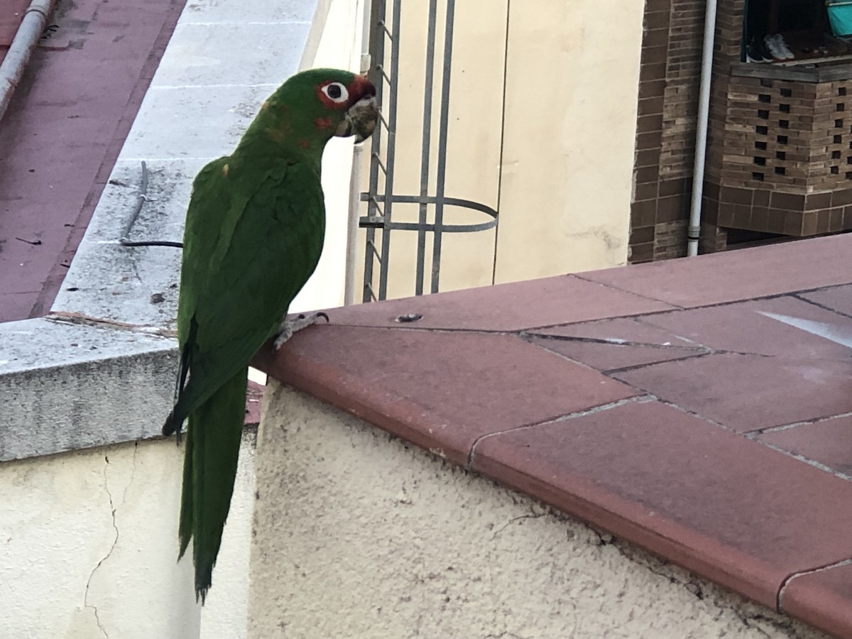 Mitred Parakeet - ML639058589