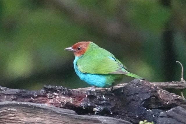 Bay-headed Tanager - ML639058598
