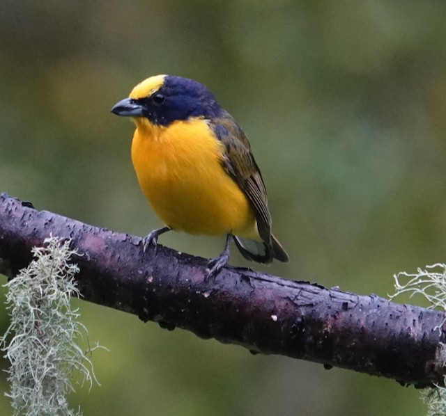 Thick-billed Euphonia - ML639058649