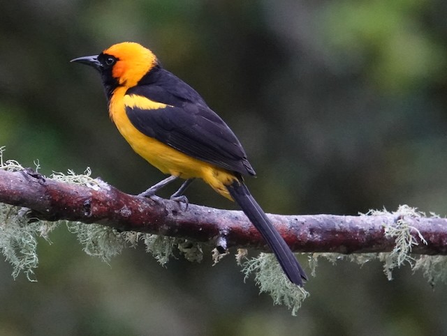 Orange-crowned Oriole - ML639058652