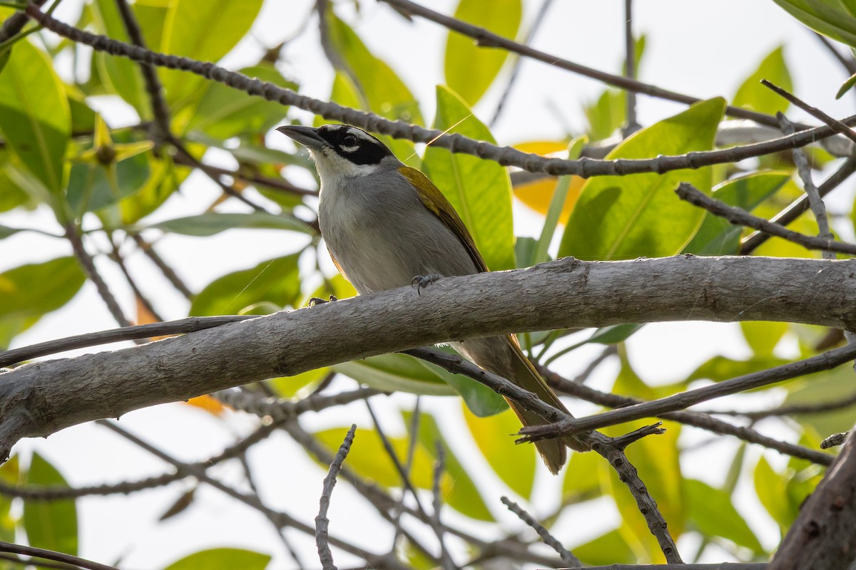 Black-crowned Palm-Tanager - ML639058669