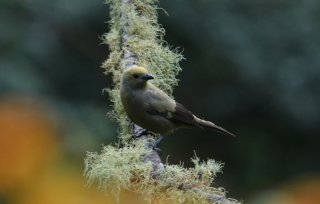 Palm Tanager - ML639058710