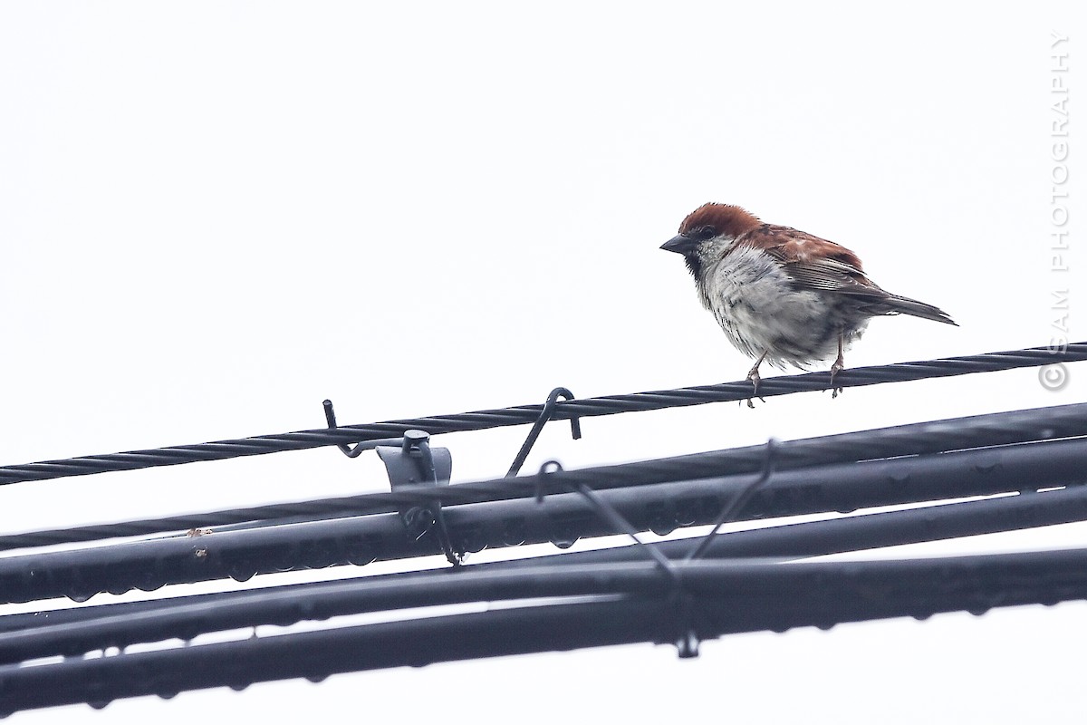 Russet Sparrow - ML639058717