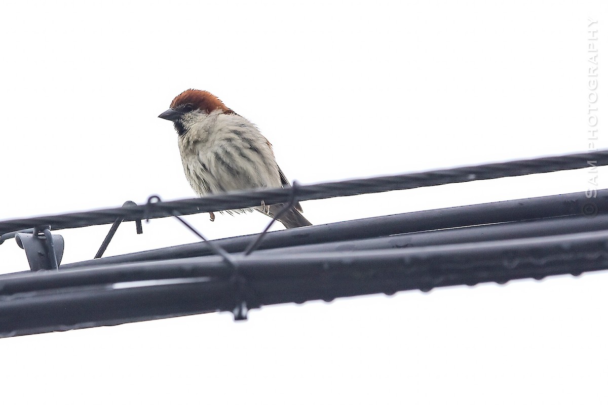 Russet Sparrow - ML639058718