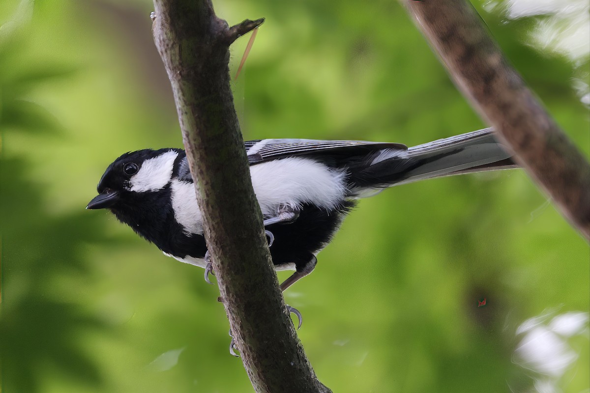 Akça Büyük Baştankara [minor grubu] - ML639058756