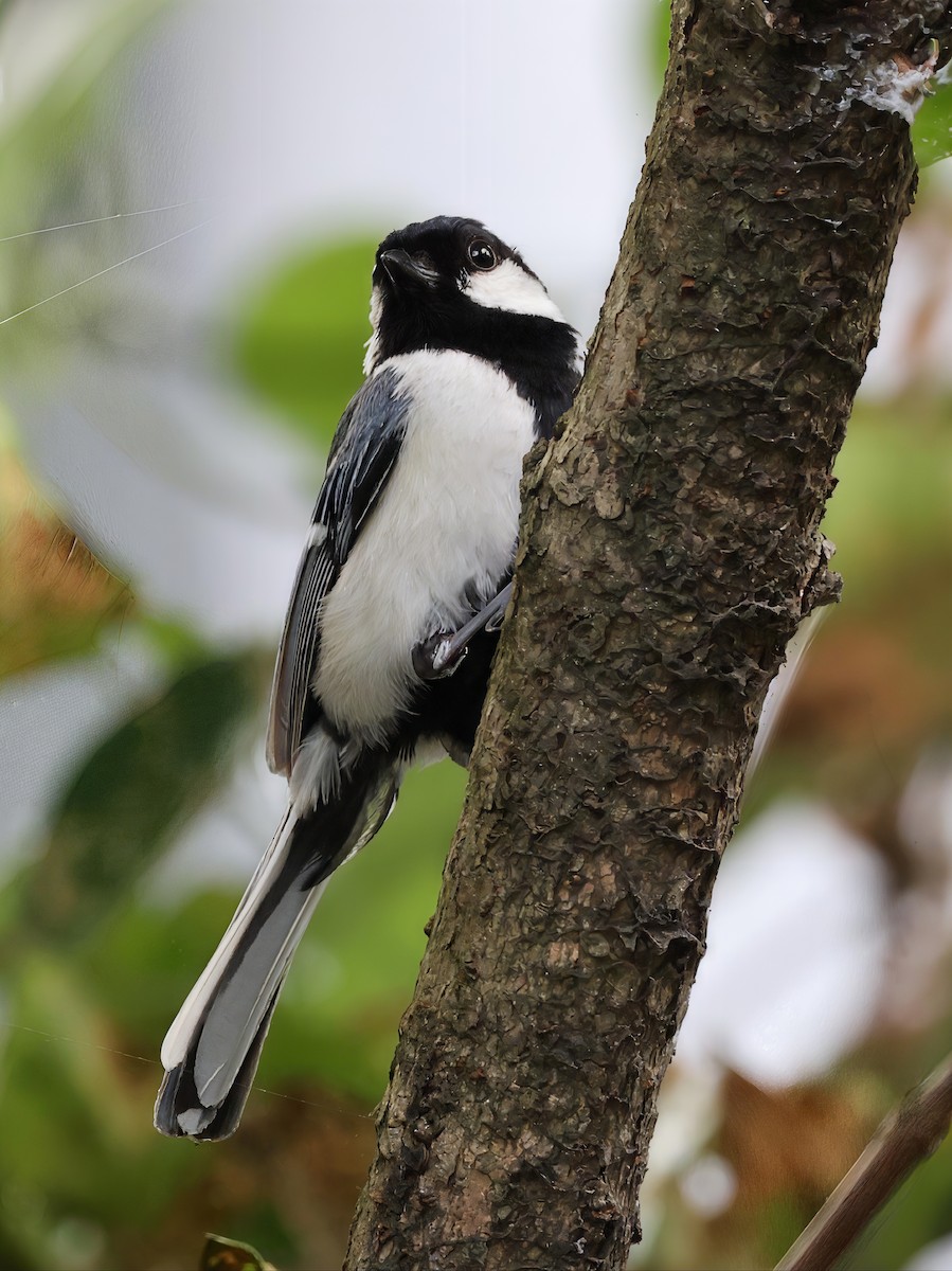 Akça Büyük Baştankara [minor grubu] - ML639058757