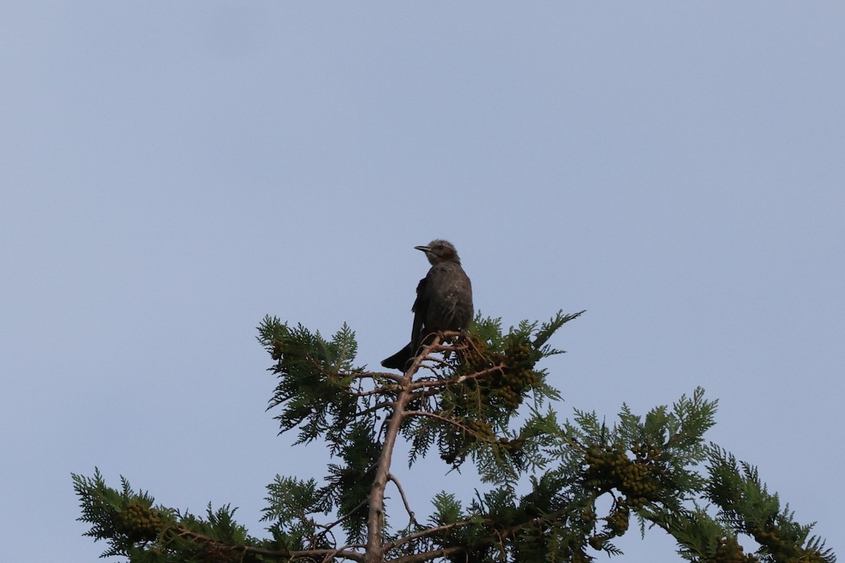 Kestane Kulaklı Arapbülbülü - ML639058762