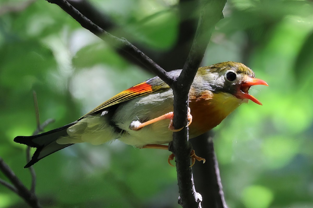 Al Gagalı Çinbülbülü - ML639058766