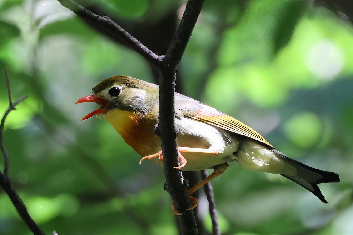 Al Gagalı Çinbülbülü - ML639058767