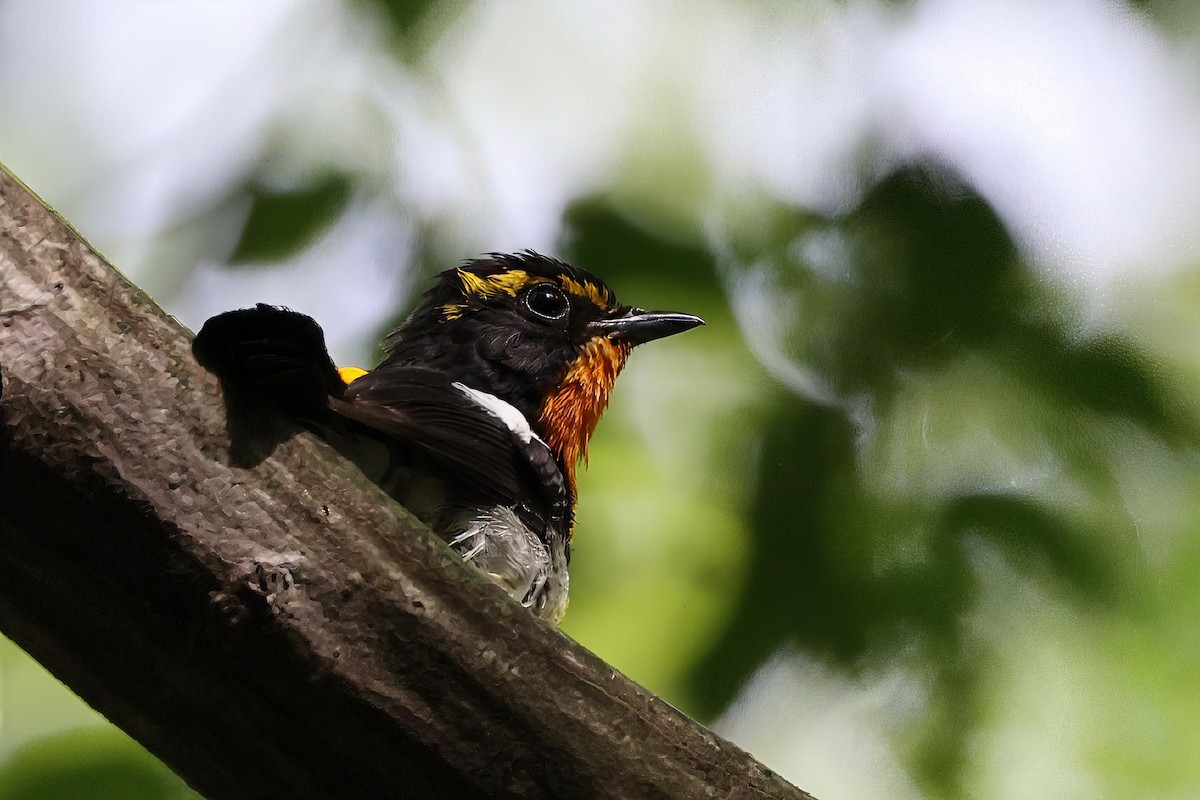 Nergis Sinekkapanı - ML639058773