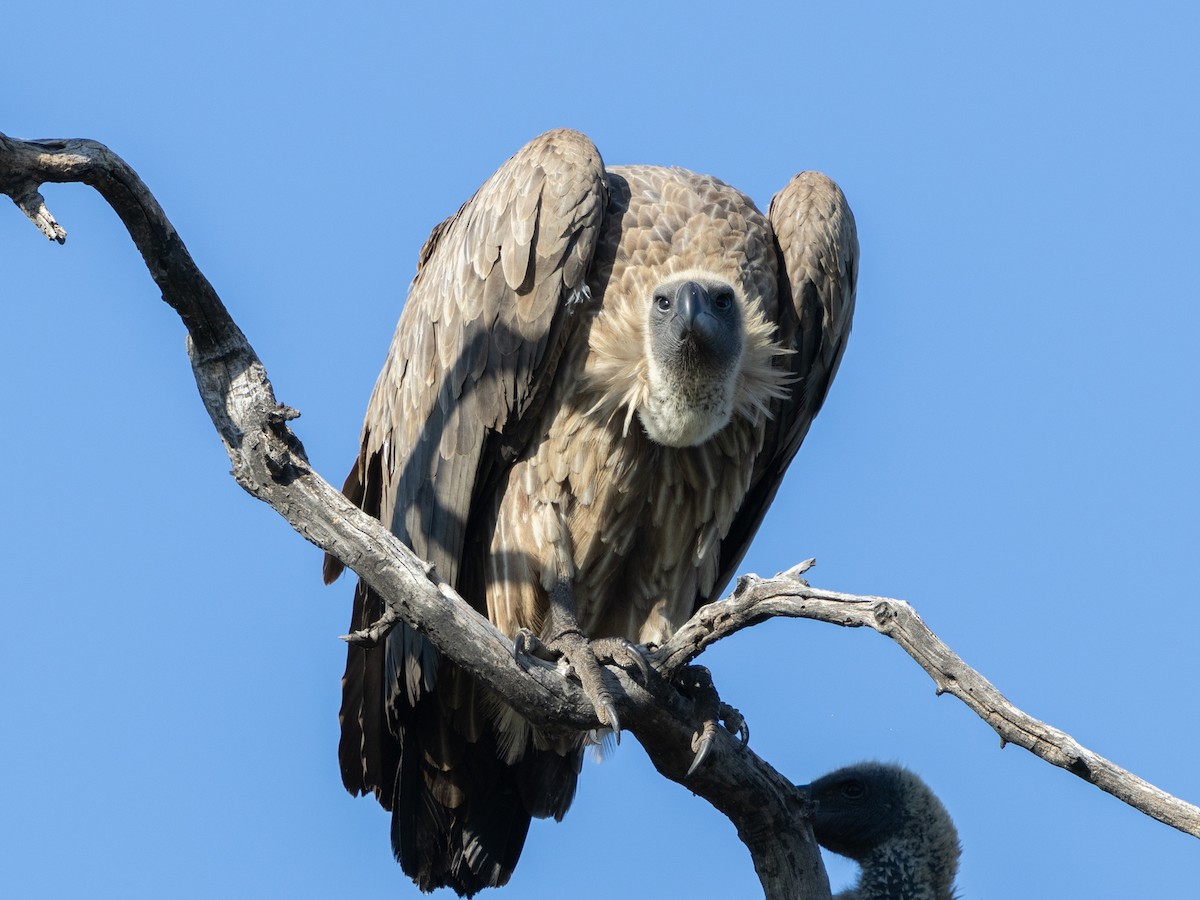 White-backed Vulture - ML639058813