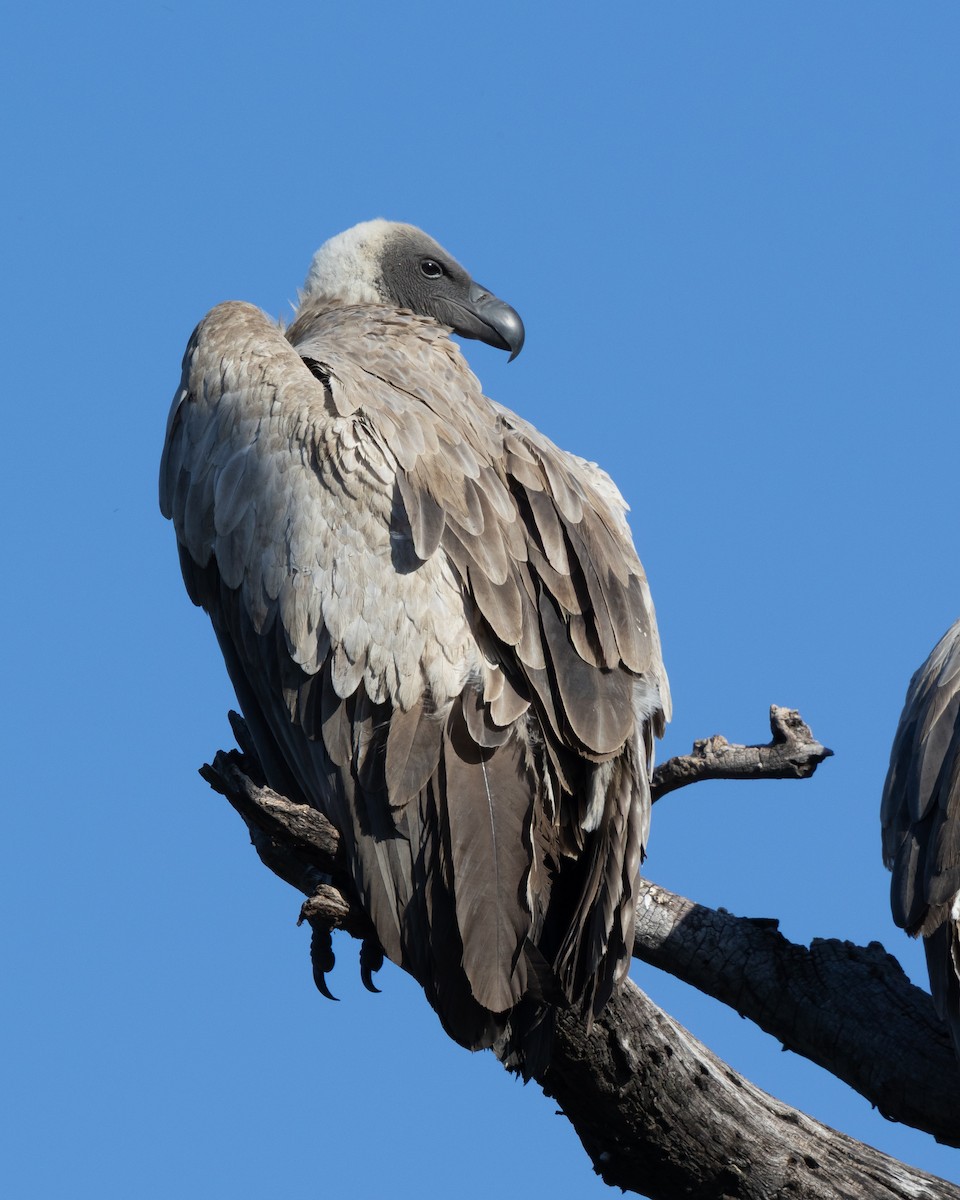 White-backed Vulture - ML639058814