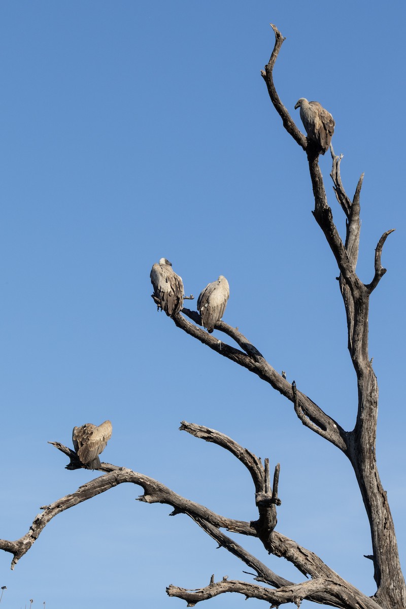 White-backed Vulture - ML639058815