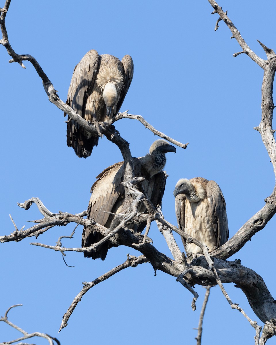 White-backed Vulture - ML639058816