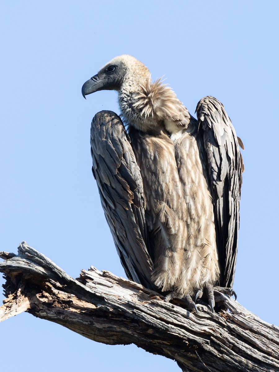White-backed Vulture - ML639058817
