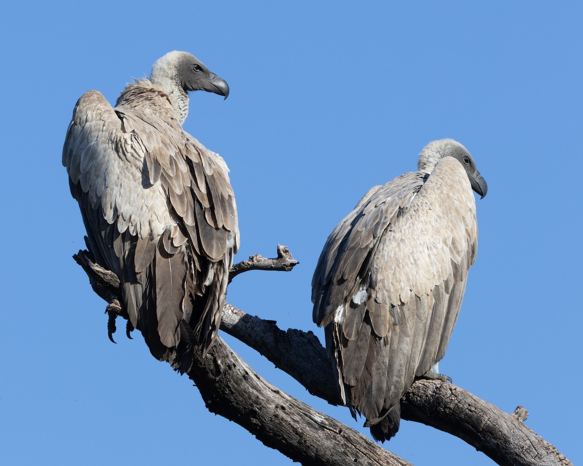 White-backed Vulture - ML639058819