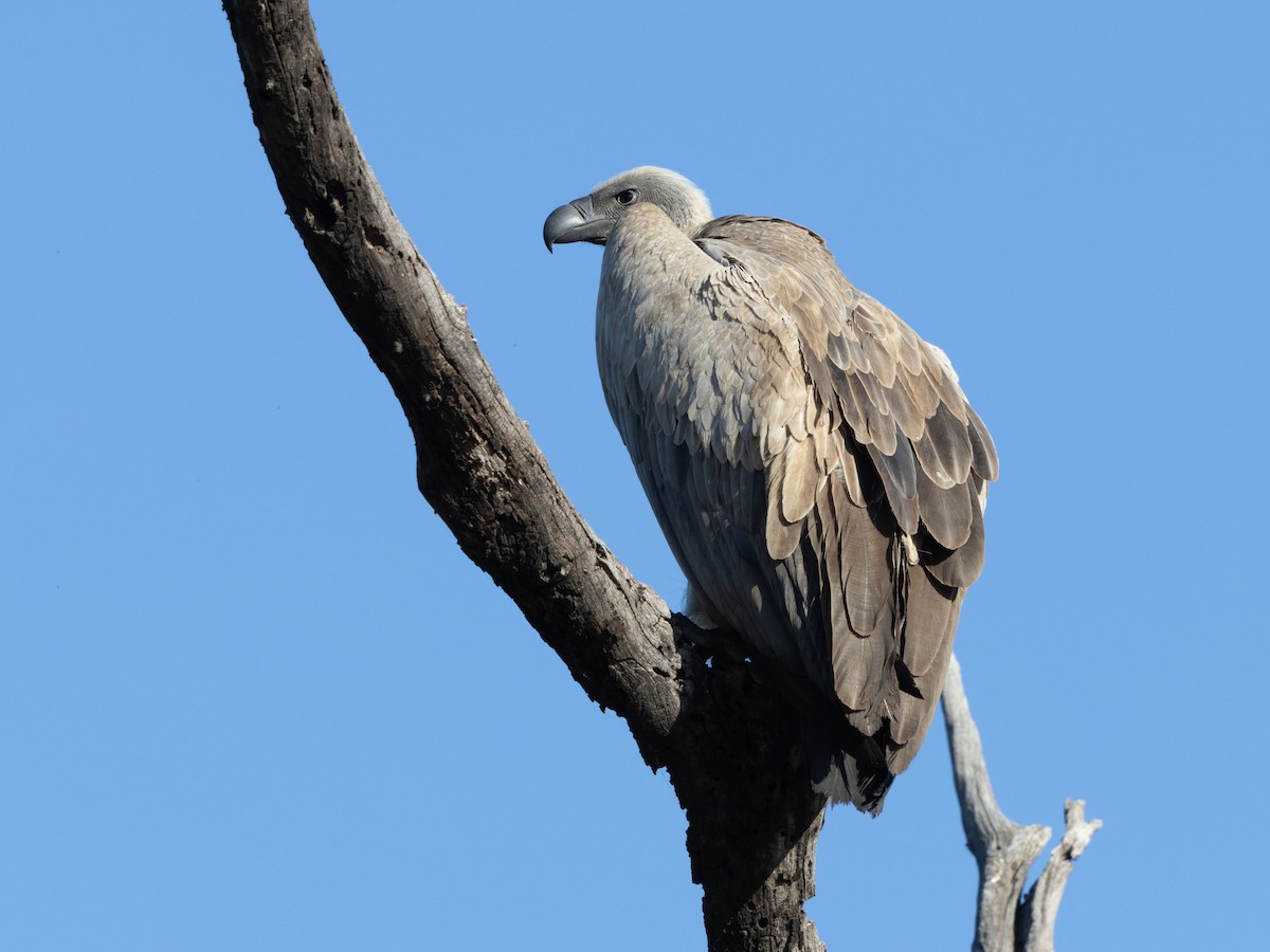 White-backed Vulture - ML639058820
