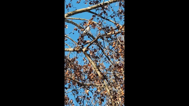 Rufous-bellied Thrush - ML639058826