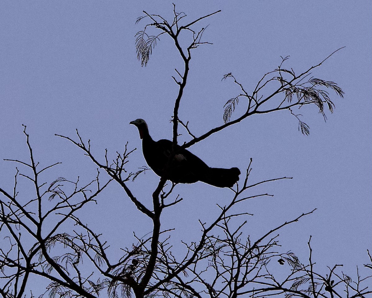 Red-throated Piping-Guan - ML639058827