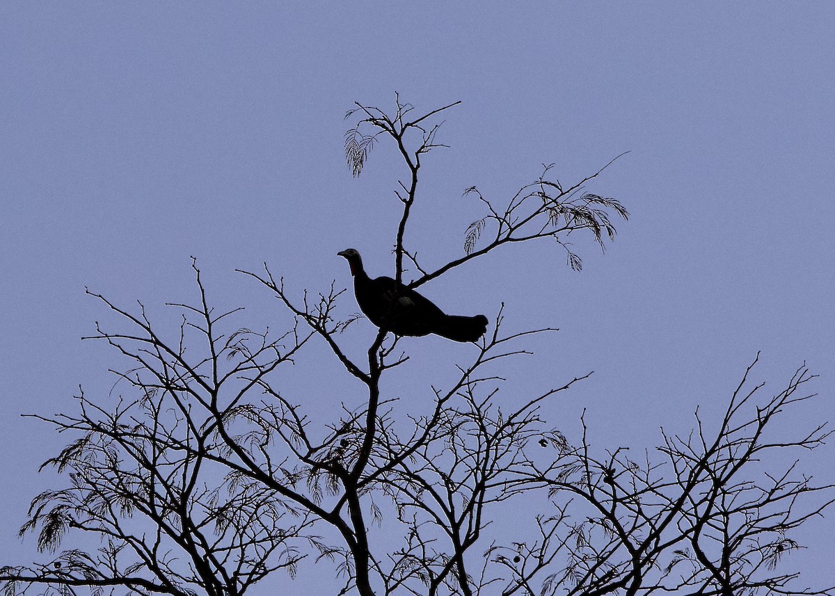 Red-throated Piping-Guan - ML639058828