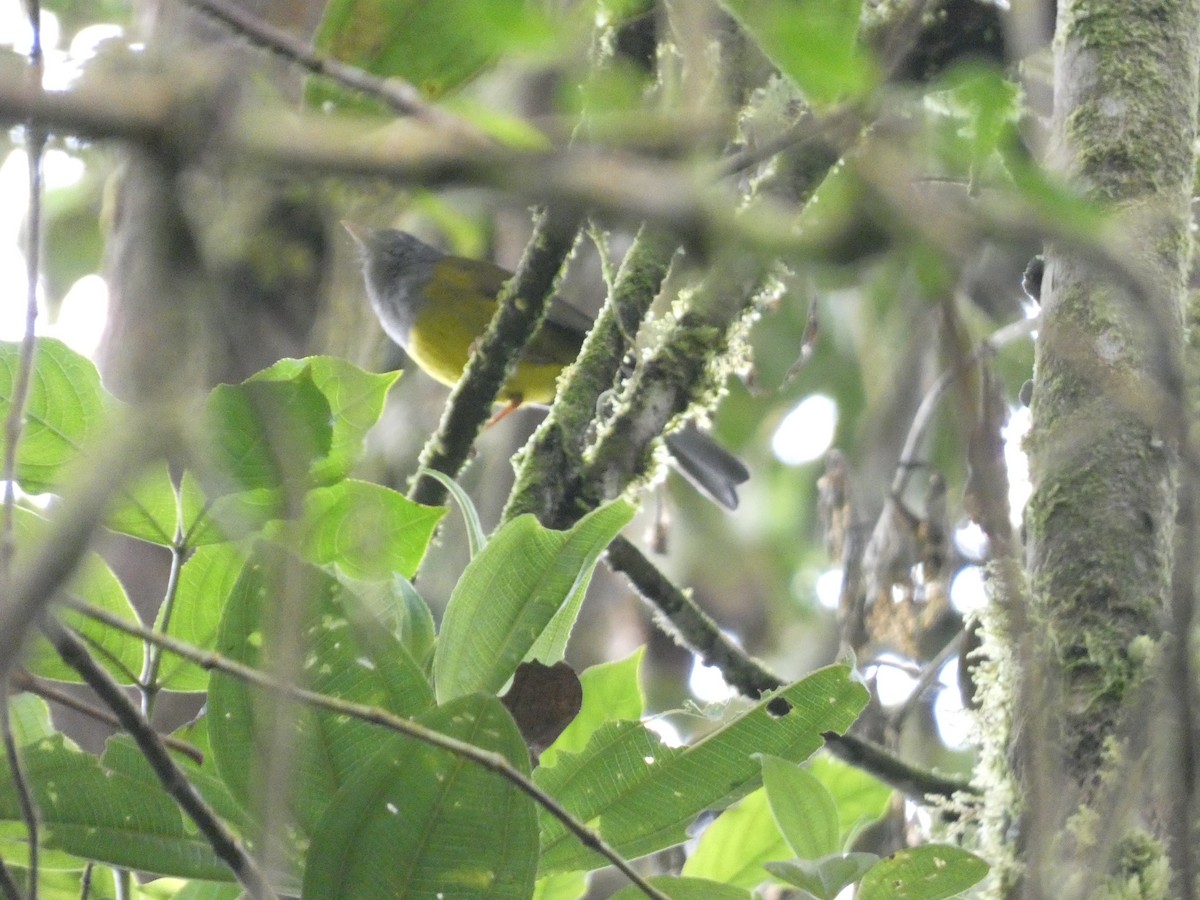 Gray-hooded Bush Tanager - ML639058851