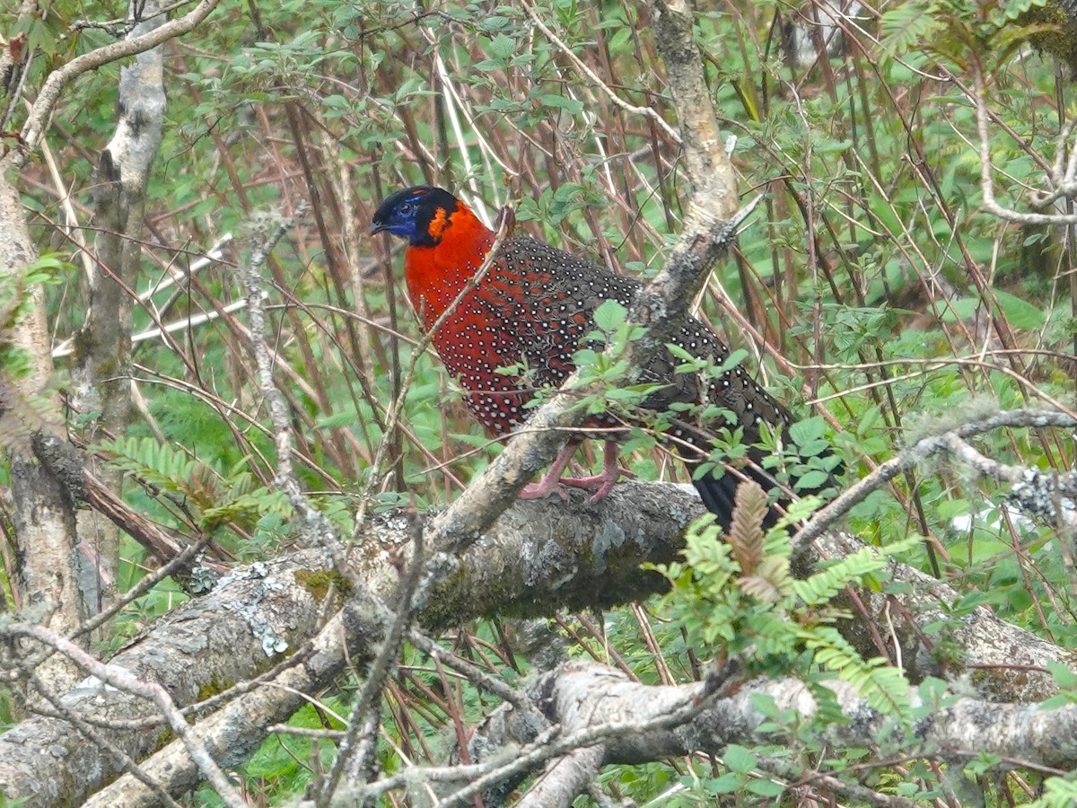 Satyr Tragopan - ML639058872