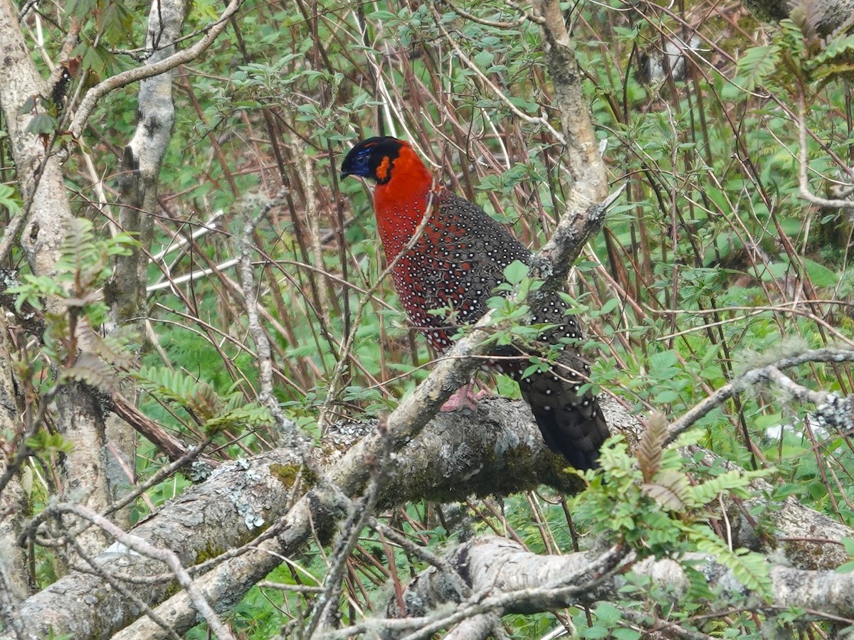 Satyr Tragopan - ML639058873