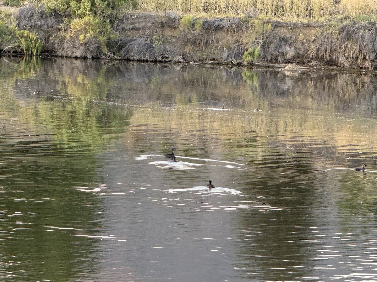 Pied-billed Grebe - ML639058887