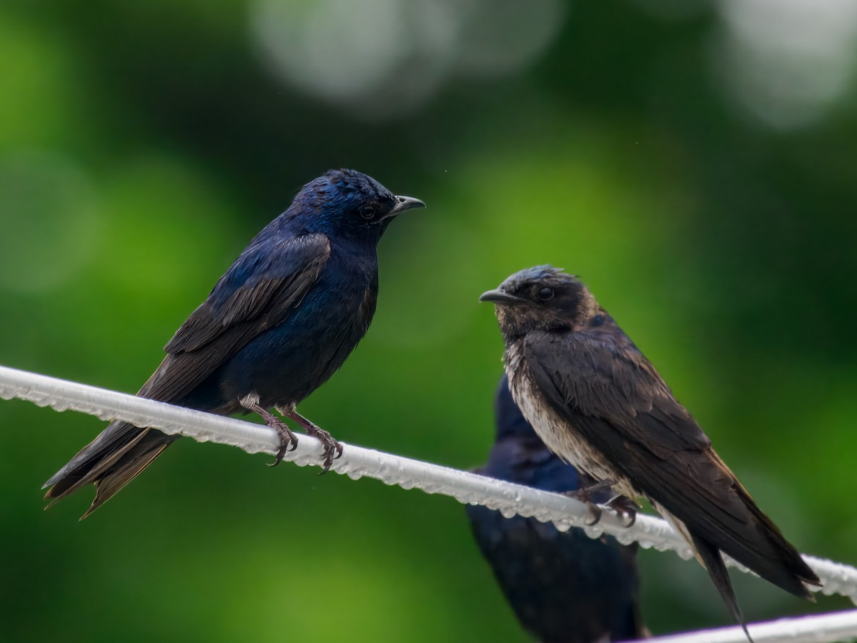Purple Martin - ML639058889