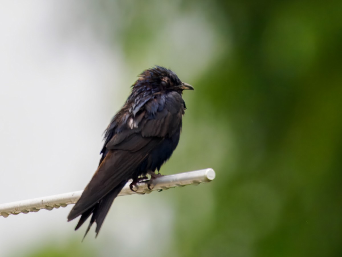 Purple Martin - ML639058890