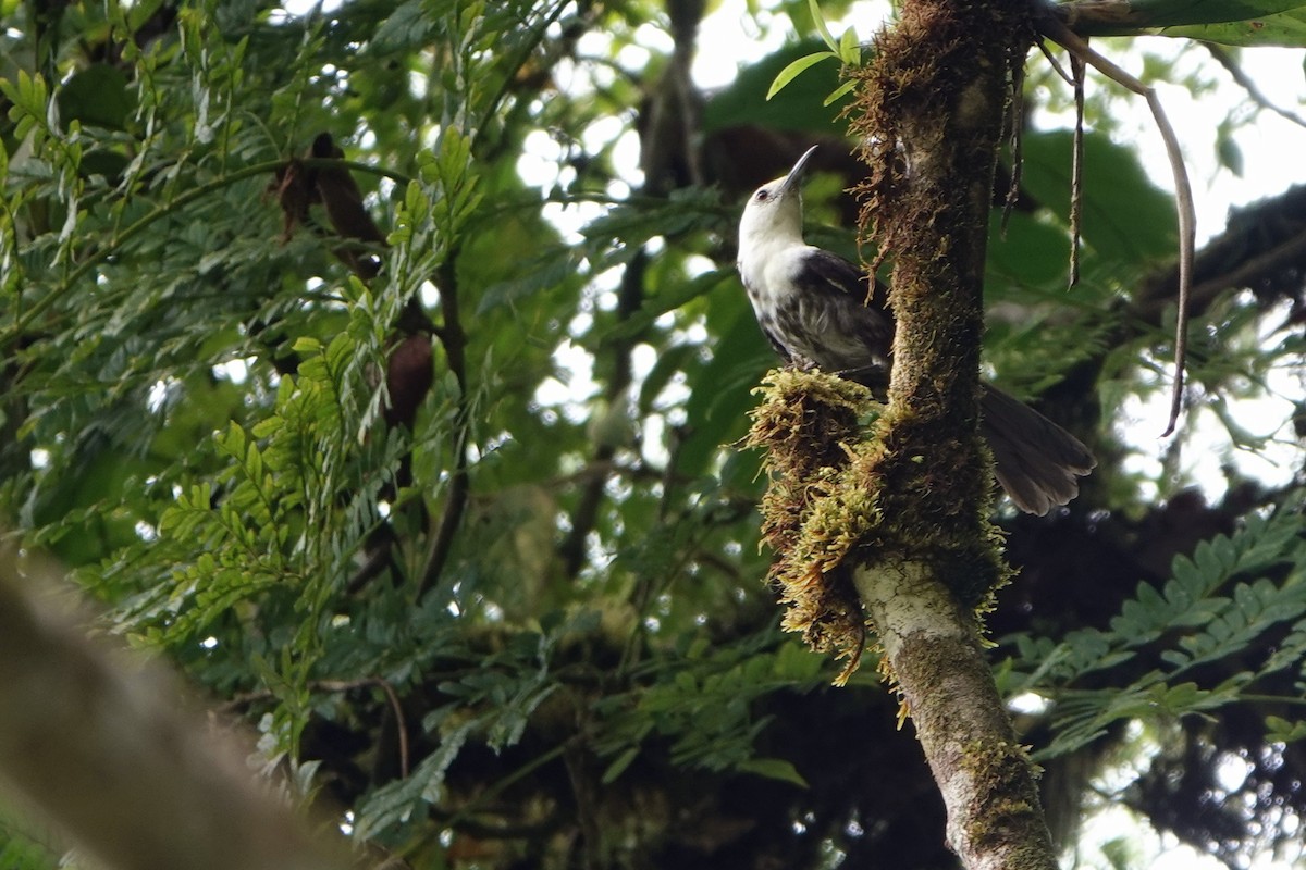 White-headed Wren - ML639058897