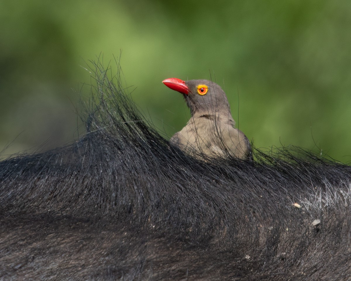 Red-billed Oxpecker - ML639058939