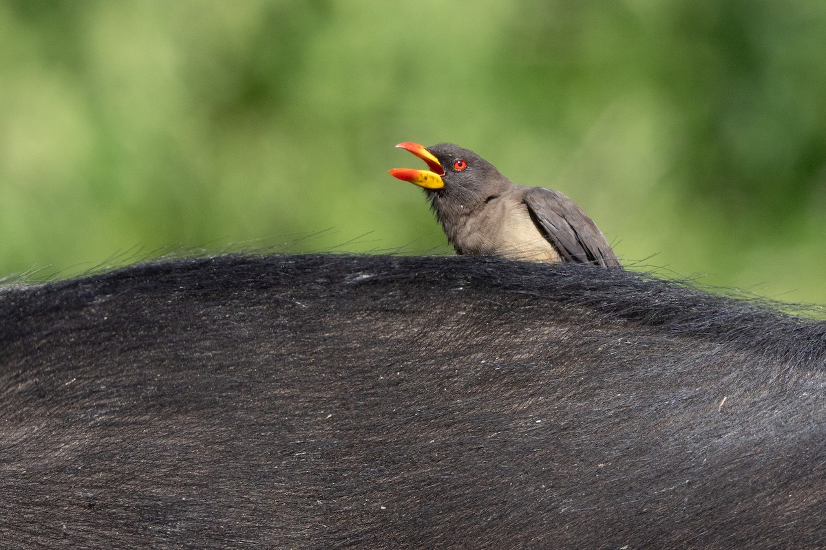 Yellow-billed Oxpecker - ML639058952