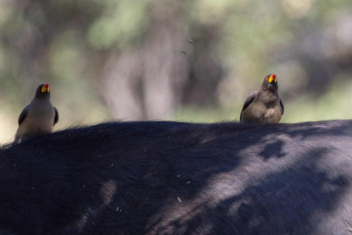 Yellow-billed Oxpecker - ML639058953