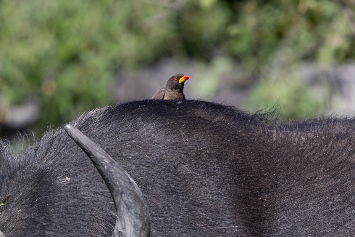 Yellow-billed Oxpecker - ML639058954