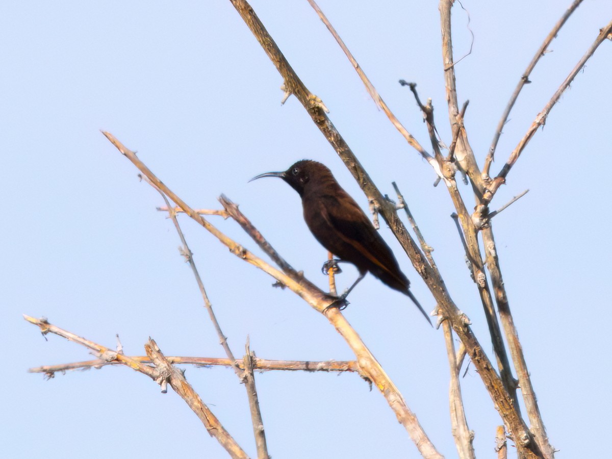 Amethyst Sunbird - ML639058967