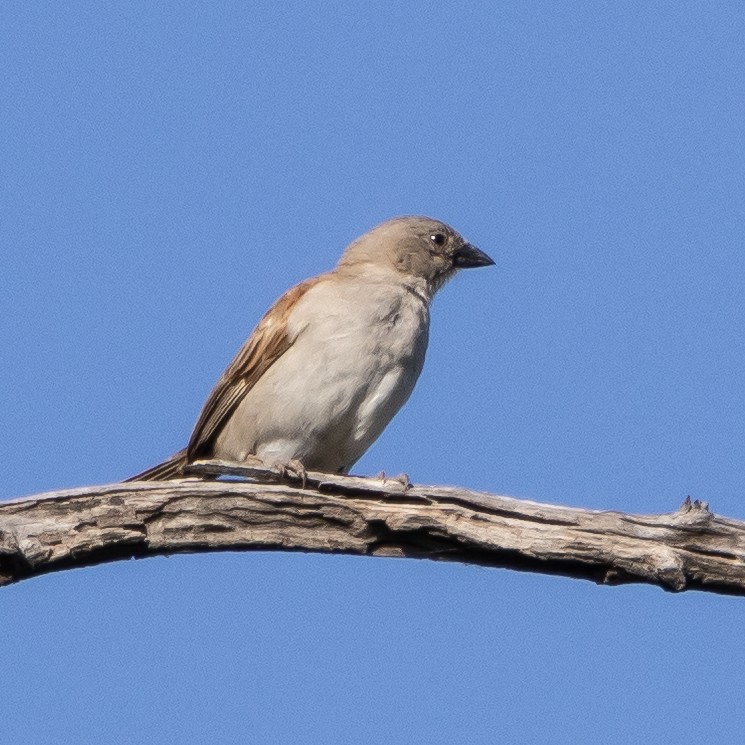 Southern Gray-headed Sparrow - ML639058972