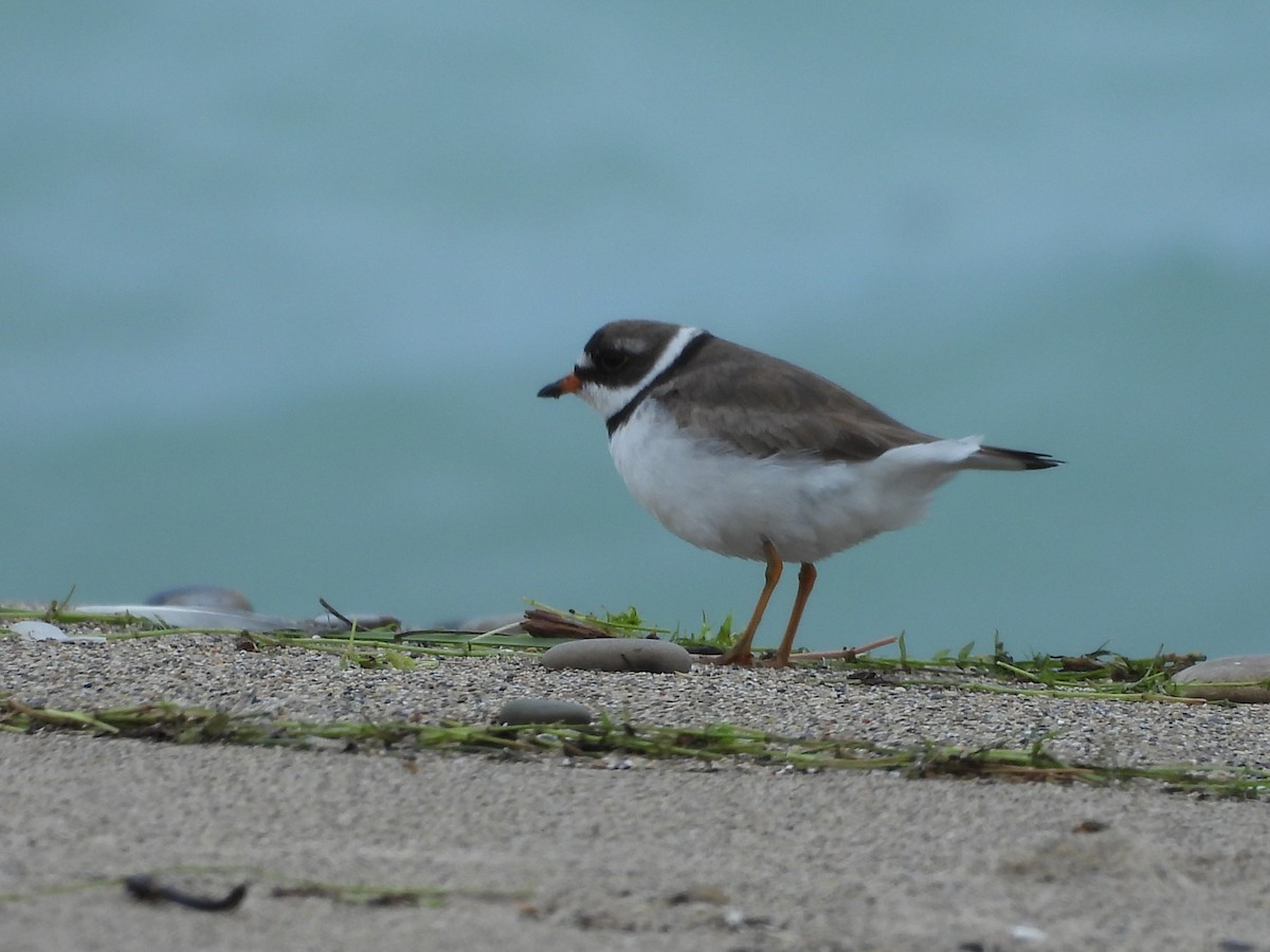 Semipalmated Plover - ML639058987