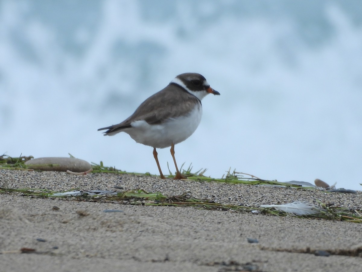 Semipalmated Plover - ML639058988