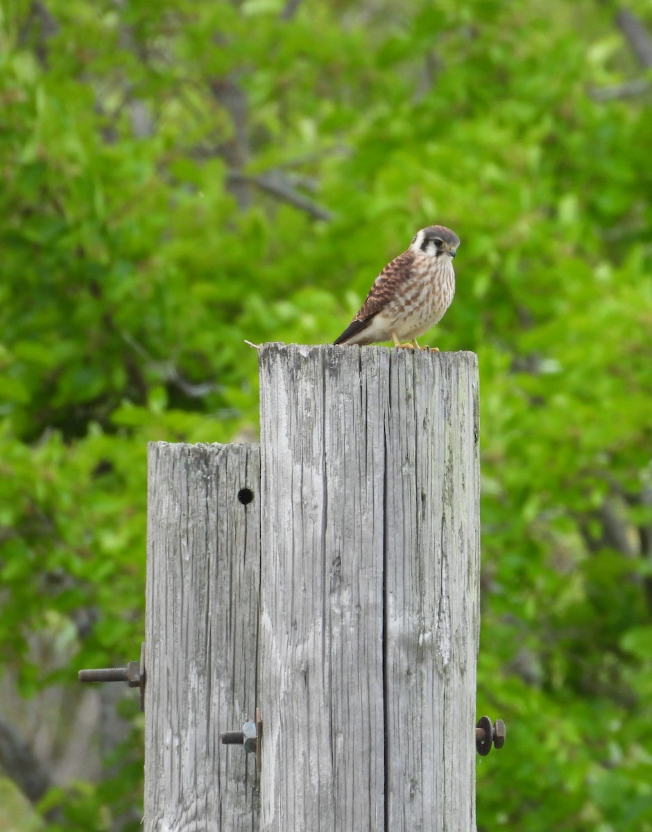 American Kestrel - ML639059006
