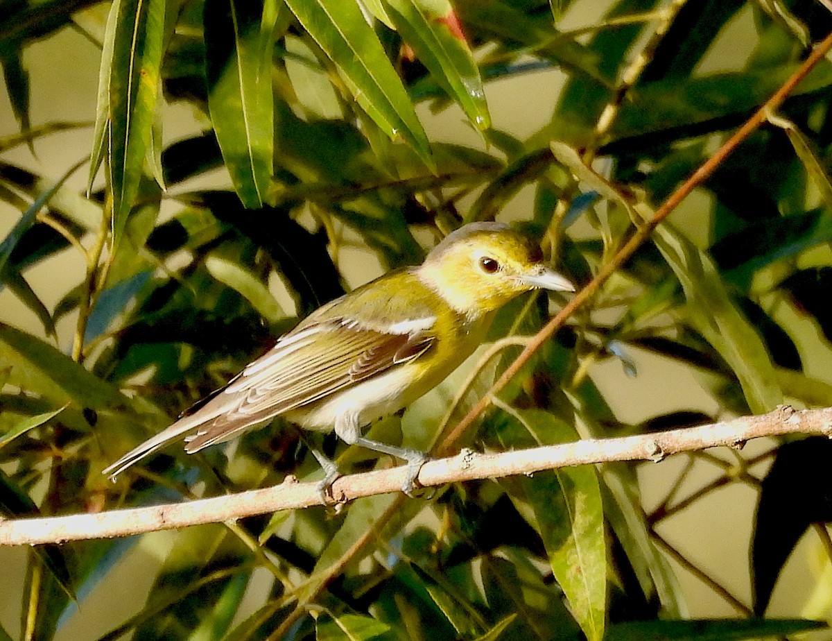 Yellow-throated Vireo - ML639059087